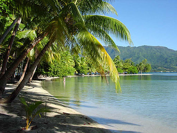 Bora Bora, palm trees, beach HD wallpaper