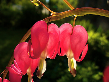 Garden love, stem, plants, red, hearts, garden, flowers HD wallpaper