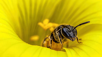 Bee, Macro flower , Pollination beauty, Insect wonder HD wallpaper