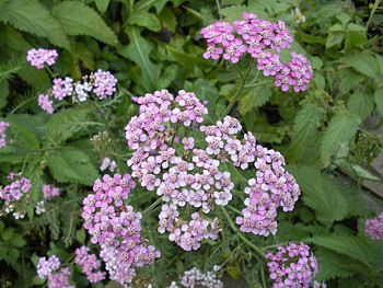 Flowers, Greens, Garden, Small, Nettle HD wallpaper