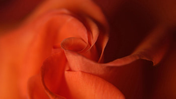 Macro, Rose Flower, Rose, Petals HD wallpaper