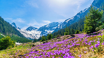 Mountain wildflowers, wildflowers, hills, freshness, sky, meadow, spring, crocuses, mountain, beautiful HD wallpaper