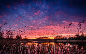 magnificent raspberry sunset r, reeds, homes, red, clouds, r, lake, sunset HD wallpaper