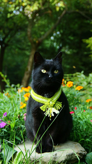 Black Cat, Black Cat Cute Kitty HD phone wallpaper