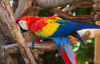 Bird, nature, forest, parrot HD wallpaper