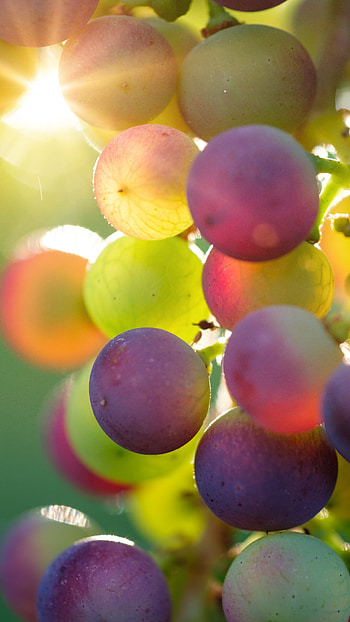 Grapes delight, Close-up shot, Juicy and plump, Nature's treasure HD phone wallpaper