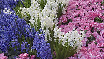 Flowers, Flower Bed, Flowerbed, Spring, Different, Hyacinths HD wallpaper