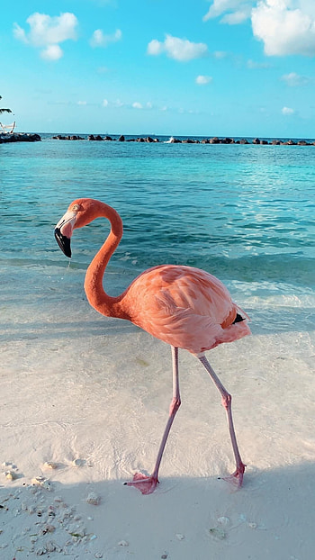Aruba Island, Captivating scenery, Serene escapes, Tropical bliss HD phone wallpaper