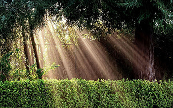 Nature, Sun, Bush, Shine, Light, Fencing, Enclosure, Enlightenment, Irradiation HD wallpaper