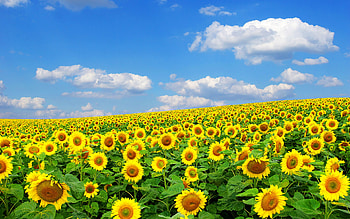 Sunflower field, nature, sunflower, yellow, flower HD wallpaper