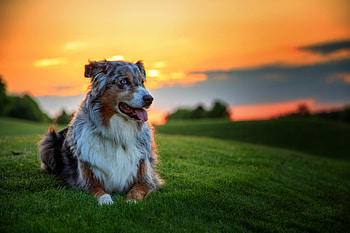 Animals, Sunset, Grass, Dog, Australian Shepherd, Aussie HD wallpaper