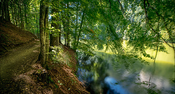 Beautiful Nature, leaves, woods, trees, petah, nature, forest, lake HD wallpaper