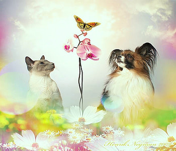 Three to love, orange and black, butterfly, brown white black, papillon, cat, flowers, pastels HD wallpaper