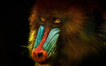 Mandrill face close-up, Monkey kingdom charm, wildlife , backgrounds HD wallpaper