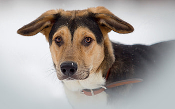 Animals, Dog, Muzzle, Fog HD wallpaper