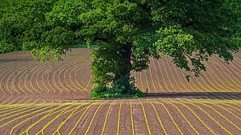 Oak Tree, Stieleiche, Monmouthshire Wales, Grobritannien HD wallpaper