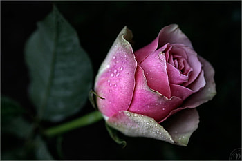 Pink Rose, rose, pink, beautiful, green HD wallpaper