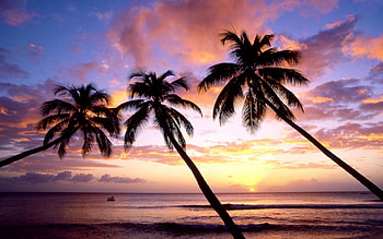 Palm tree harmony, Nature's canvas, Tropical aura, perfection HD wallpaper