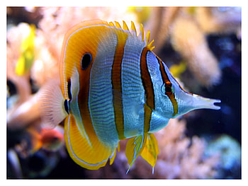 butterfly fish, colorful, fish, butterfly, tropical HD wallpaper