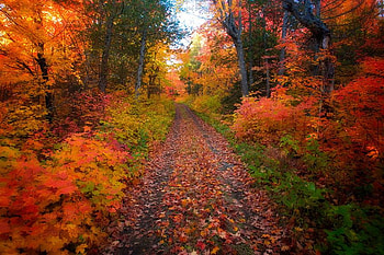 colourful forest, colourful, nature, forest, path HD wallpaper