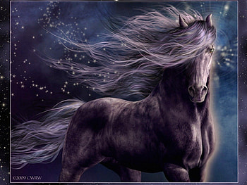Caballo, horse, black, negro HD wallpaper