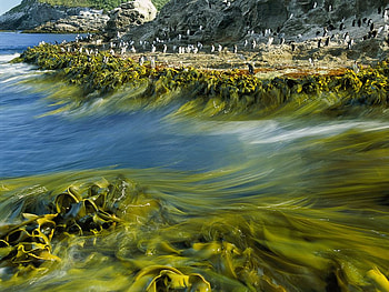 Green Current, current, ocean HD wallpaper