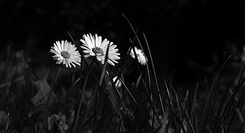 Flowers, Grass, Camomile, Bw, Chb, Chamomile HD wallpaper