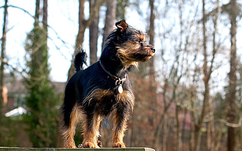 Animals, Dog, Small, Petite, Collar, Attentive HD wallpaper