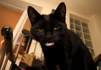 overbite, animal, cat, funny, humor HD wallpaper
