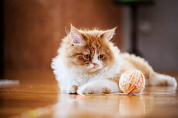 Kitten, Eyes, Wool, Animal, Look HD wallpaper