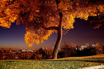 Manhattan, Maple Tree HD wallpaper