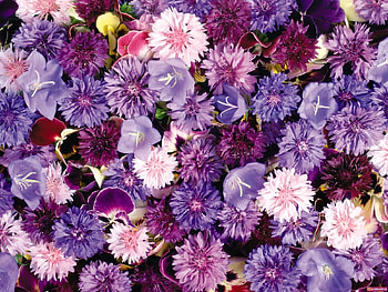 Plants, Flowers, Background, Violet HD wallpaper