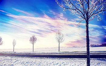 Snow Winter Trees 2, snow, winter, trees, nature HD wallpaper