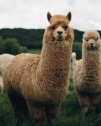 Adorable fluffy alpacas standing in a lush green field, showcasing rural New Zealand's charm. HD phone wallpaper