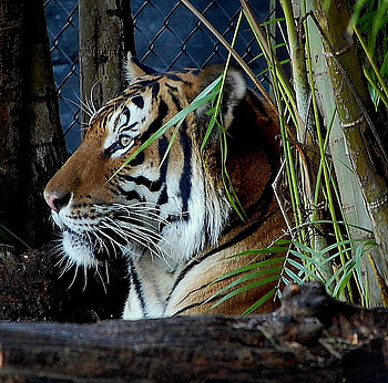 The wait, stripes, white, power, black, tiger, hunter, grass, orange HD wallpaper