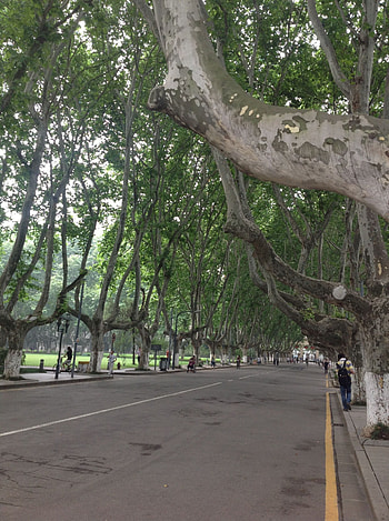 Sycamore Tree, Southeast University, Nanjing China, Nanjing HD phone wallpaper