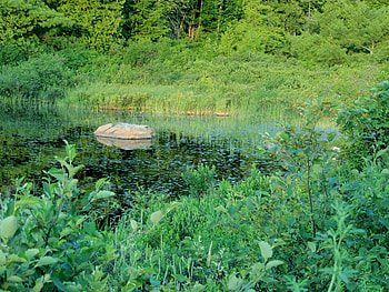 Forest And A Pond, Green, graphy, Pond, Forest, Grass, Trees, Nature, Swamp HD wallpaper