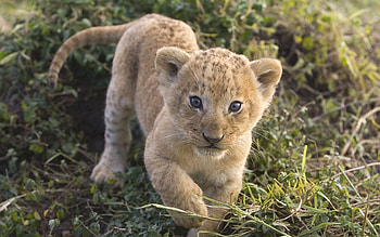 African Lion Cub Masai Mara Kenya , lion cubs, kenya, lions, masai mara HD wallpaper