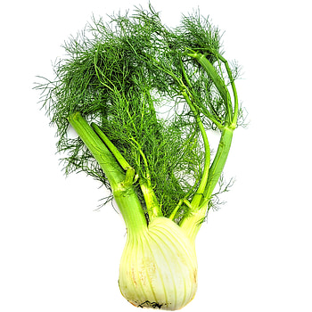 Florence fennel, Bulb vegetable, Asian kitchen staple, Unique taste and texture HD phone wallpaper