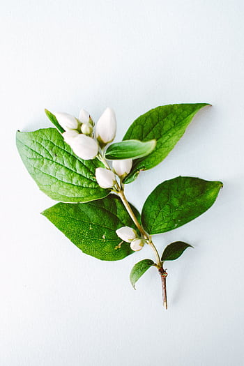 A close-up view of delicate white blossoms with green leaves on a minimalist background. HD phone wallpaper