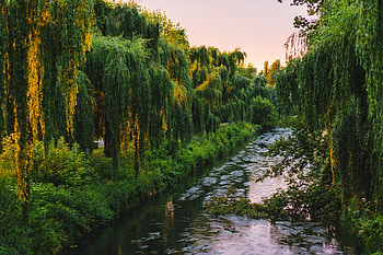 Forest and River Flowing During Daytime, daytime, river, flowing, wood, green, trees, nature, forest HD wallpaper