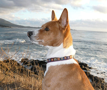 Beach Dog, dog, waves, rocks, beach HD wallpaper