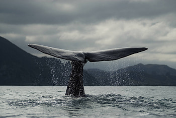 Blue Whale, , Blue whale HD wallpaper