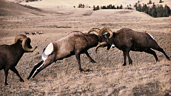 Animals, Horns, Battle, Championship, Primacy, Combat HD wallpaper
