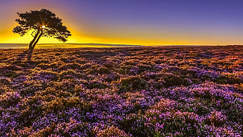 Sunrise at North Yorkshire, North York Moors National Park, England, sunrise, plants, colors, landscape, trees, uk, sky HD wallpaper