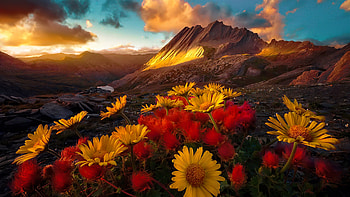 Mountain wildflowers, mountain, wildflowers, hills, meadow, sky, beautiful, sunset HD wallpaper