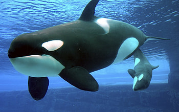 Orcas, mother, calf, underwater, together HD wallpaper