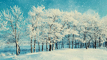 Winter Forest Landscape, sky, snow, trees, clouds, frosty, ice HD wallpaper