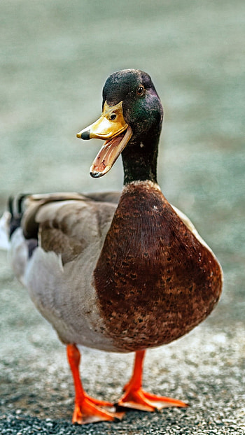 Duck, Adorable Bird HD phone wallpaper