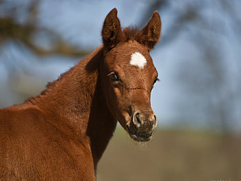 young Horse, horses HD wallpaper